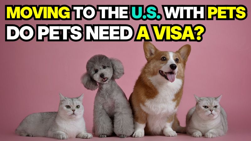 A thumbnail titled MOVING TO THE U.S. WITH PETS: DO PETS NEED A VISA? features two cute cats and two dogs sitting together against a pink background, providing essential guide on whether do pets need a visa to move from Canada to the U.S.